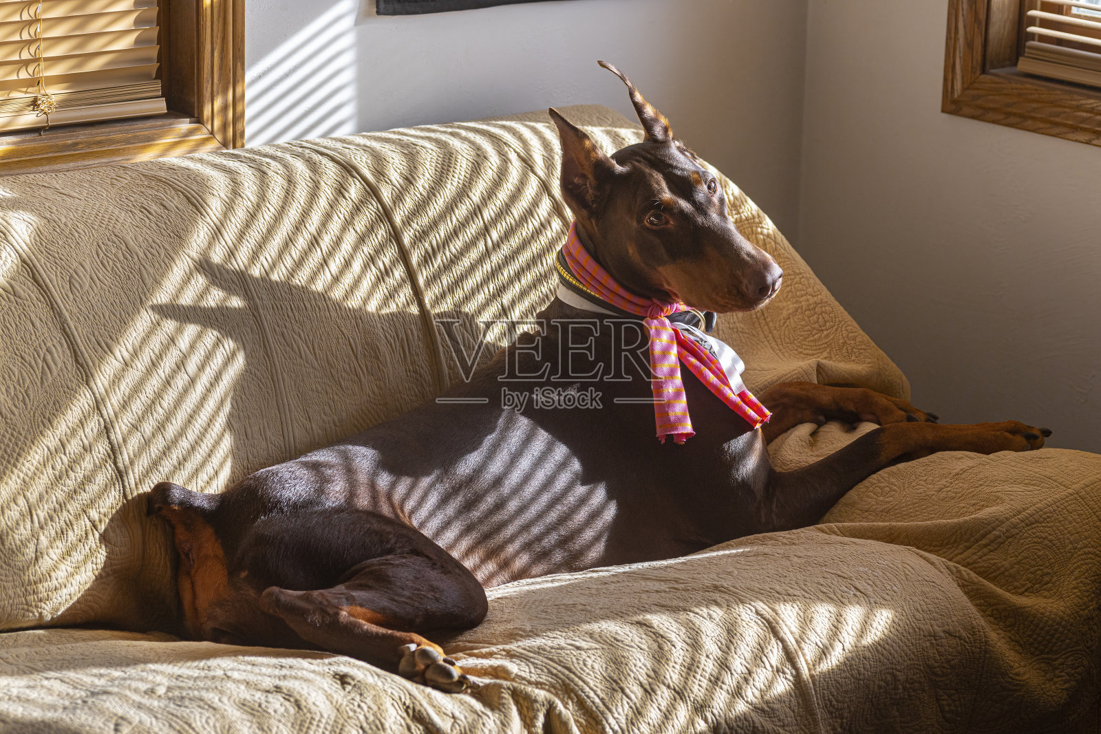 漂亮的杜宾犬女孩照片摄影图片