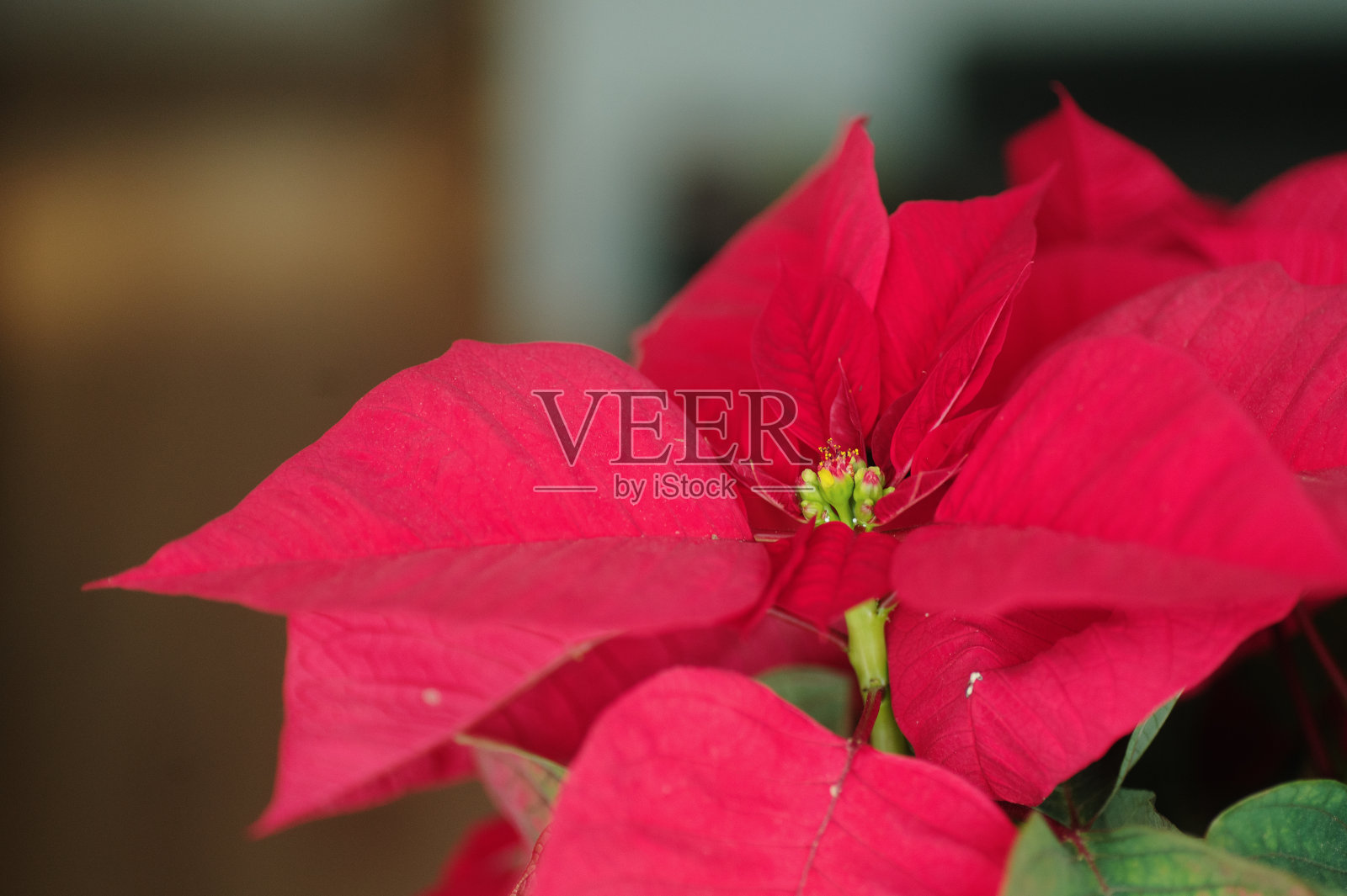 大戟或一品红植物照片摄影图片