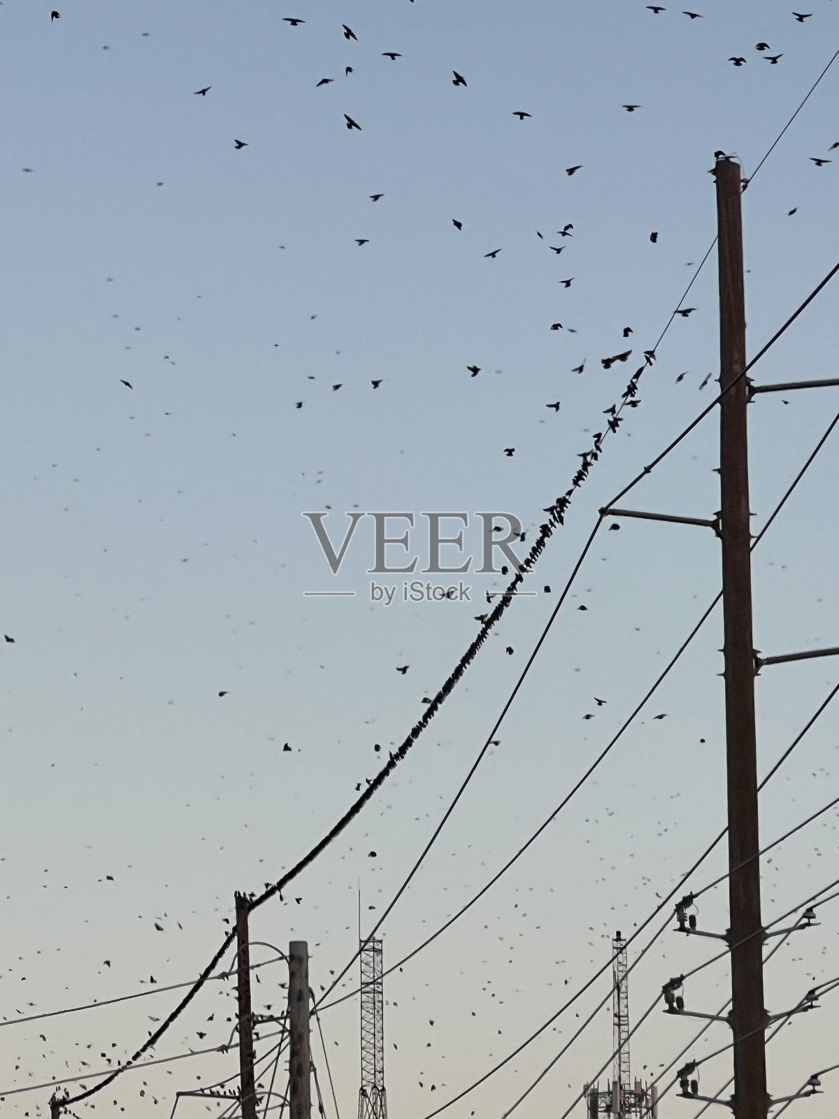 系列#2电线上的鸟的一部分照片摄影图片