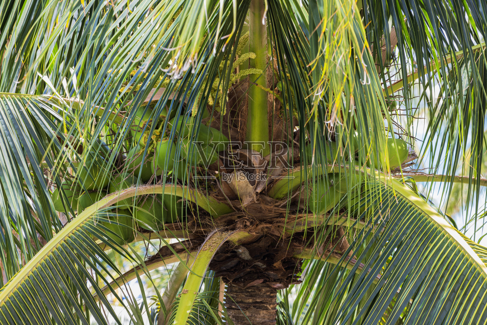 椰子树的特写镜头,成熟的椰子和茂盛的棕榈叶。美国。照片摄影图片