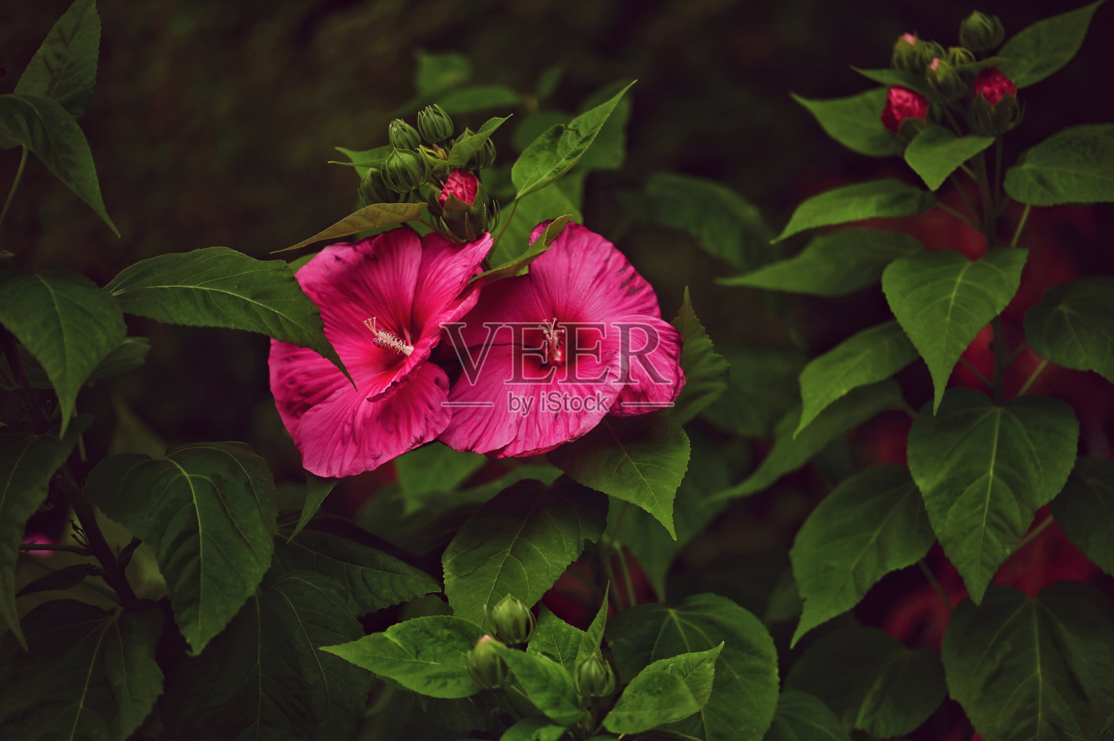 在郁郁葱葱的绿叶背景下,一簇明亮的粉红色花朵的特写。照片摄影图片