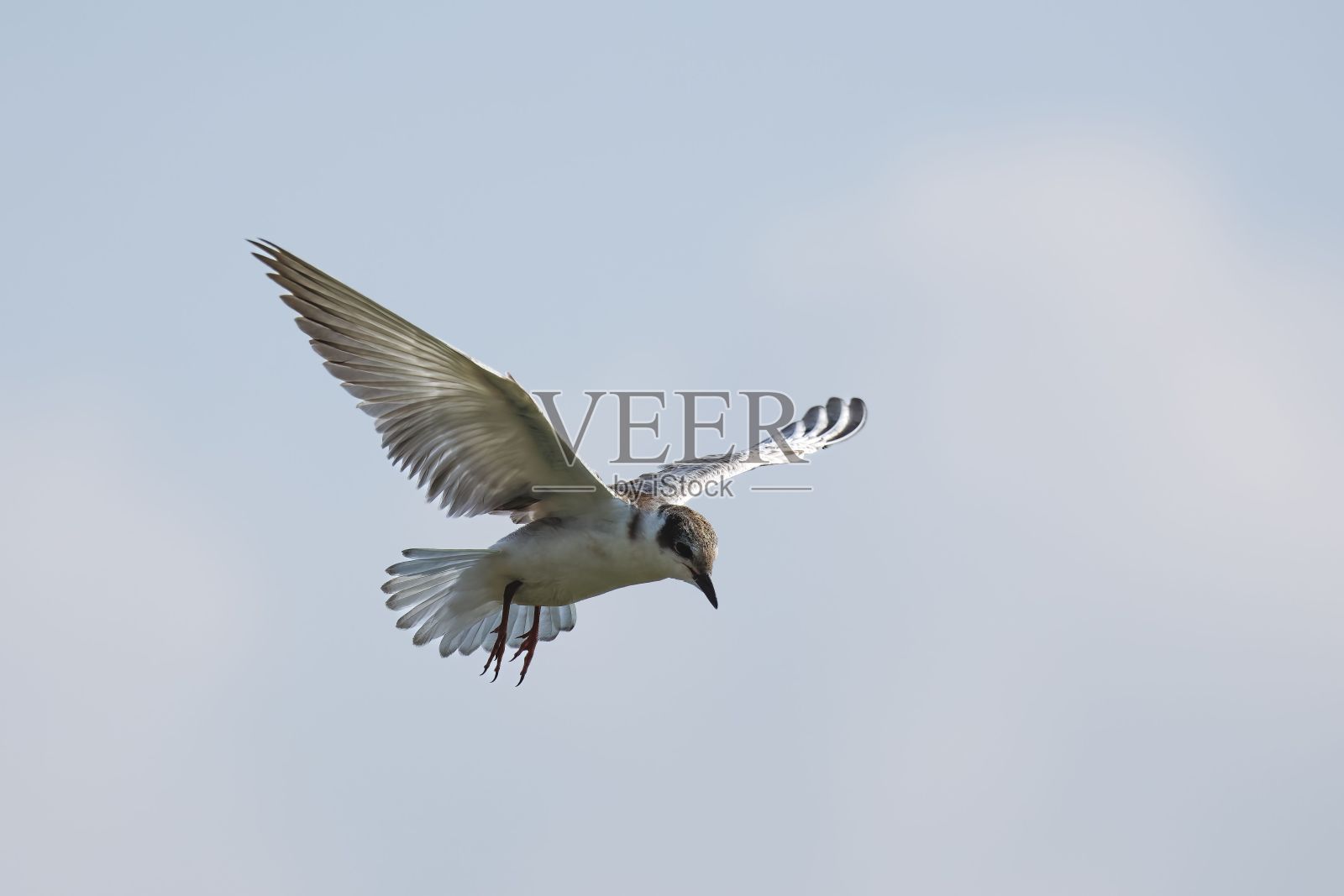 白色和灰色的燕鸥在一个古雅的小镇上空庄严地翱翔照片摄影图片