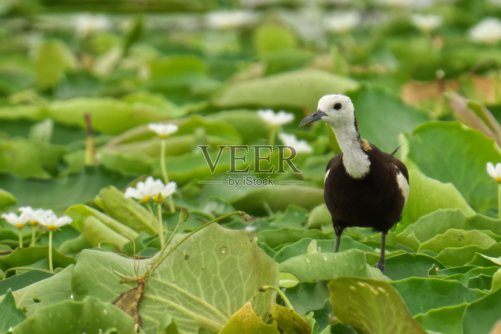 山鸡尾草芥栖息在郁郁葱葱的绿叶和充满活力的野花之上照片摄影图片