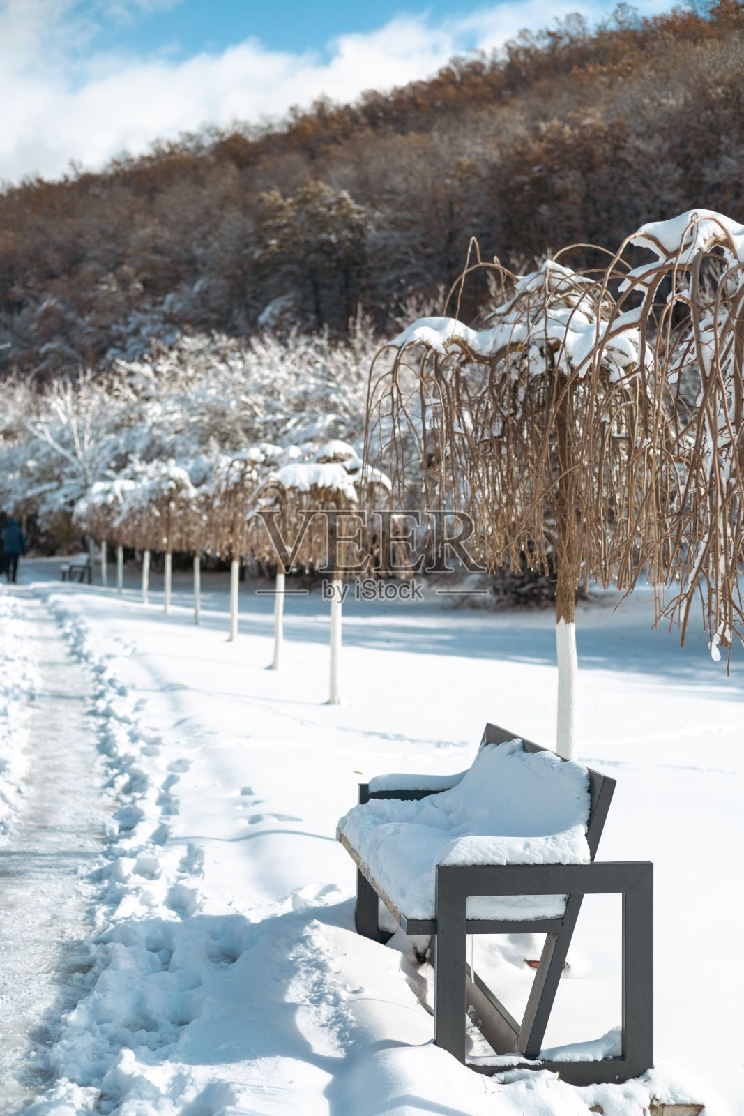 冬天树木被雪覆盖的垂直公园照片摄影图片