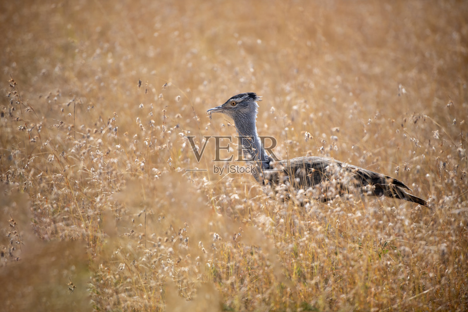 在坦桑尼亚塞伦盖蒂平原拍摄的柯利鸨照片摄影图片