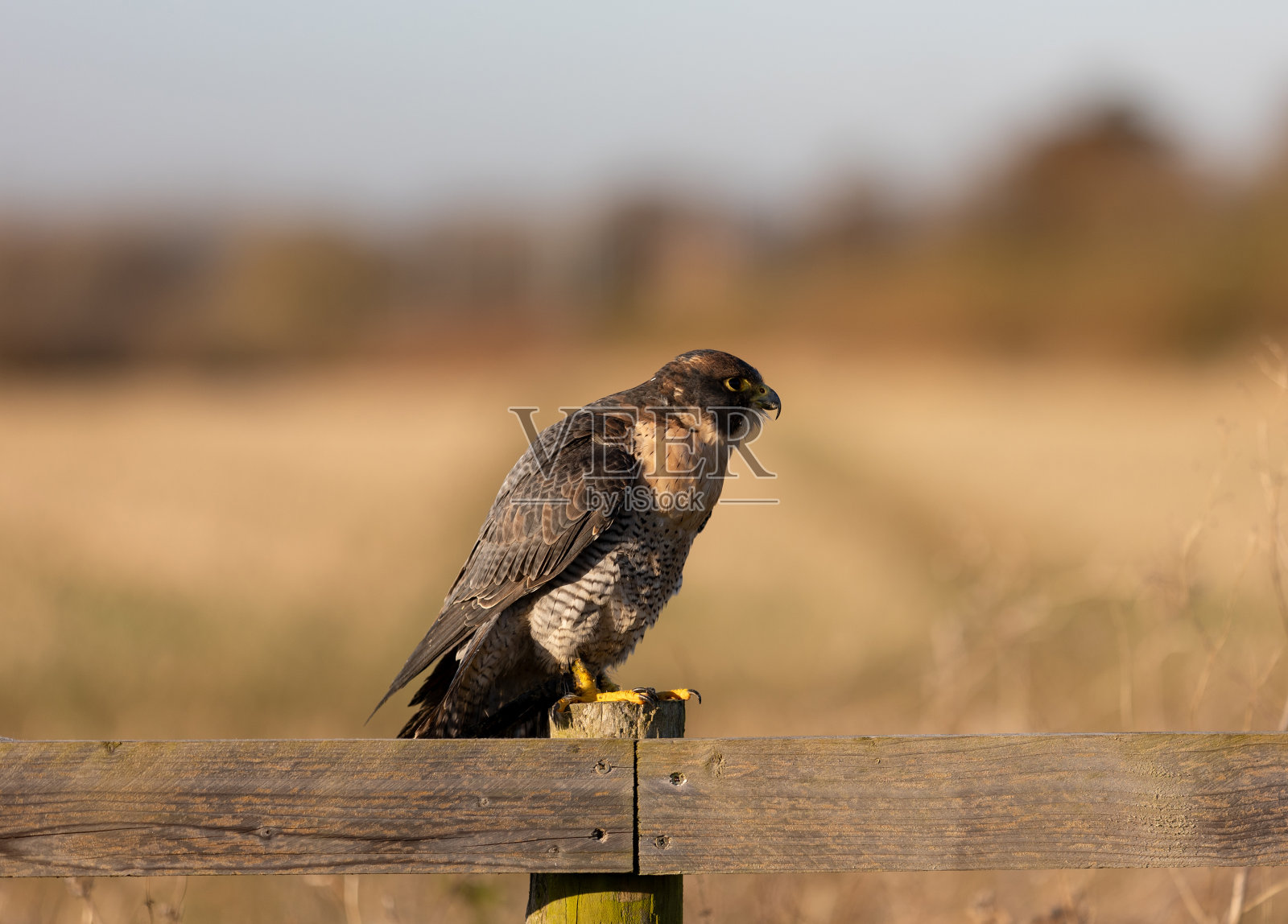 游隼栖息在木栅栏柱上。照片摄影图片