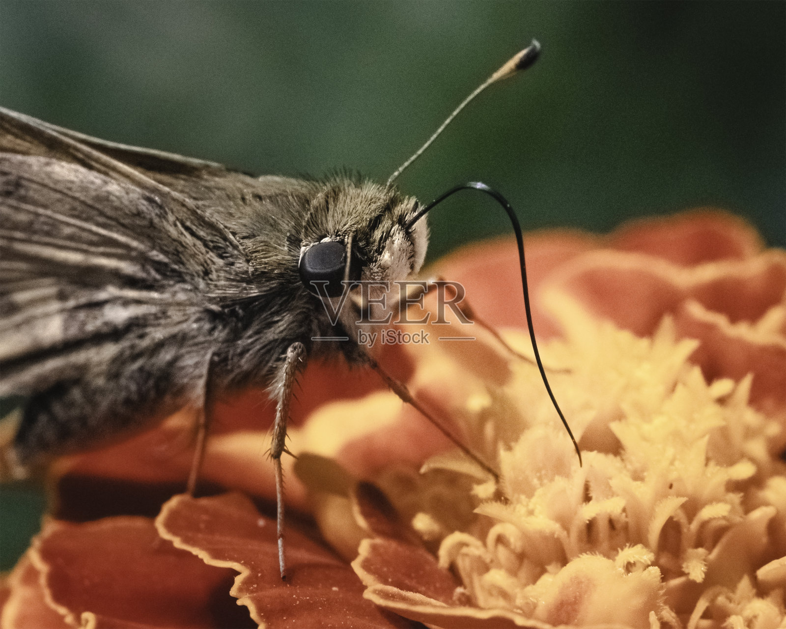 一只棕褐色和棕色的跳蝶正在吃一朵橙色的金盏花。照片摄影图片