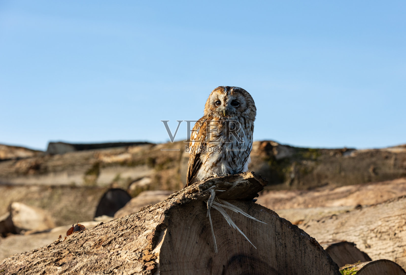 在阳光明媚的环境中,一只猫头鹰栖息在一根原木上。照片摄影图片