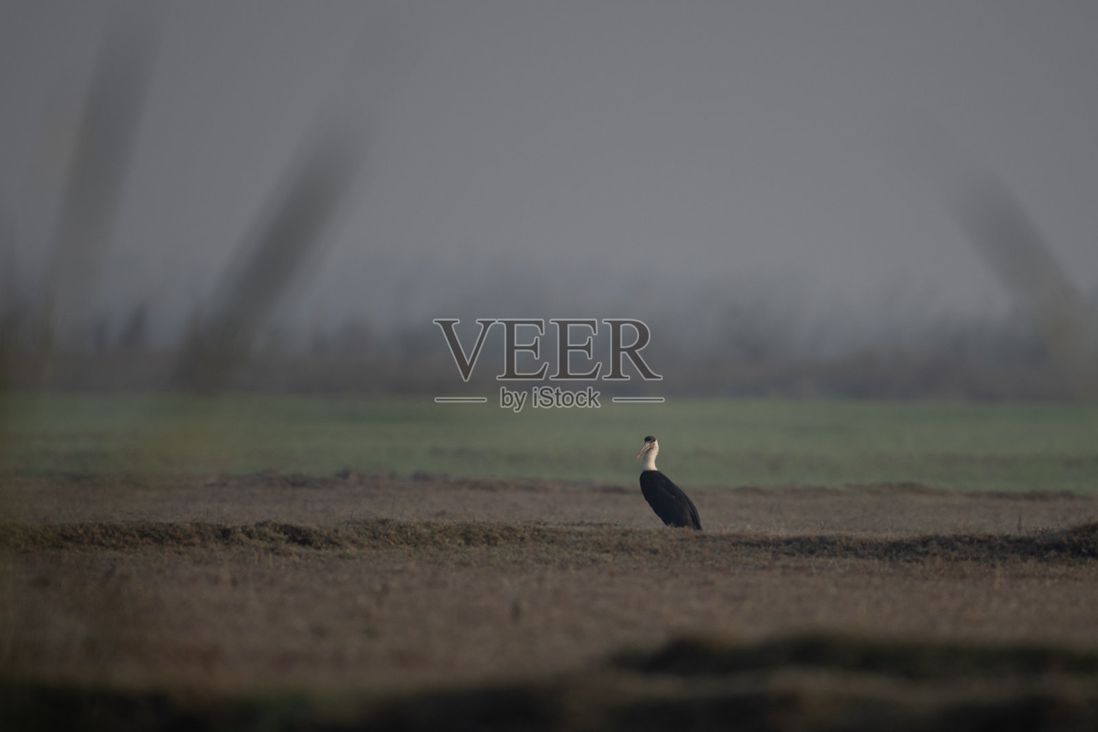 田野里的长毛鹳照片摄影图片