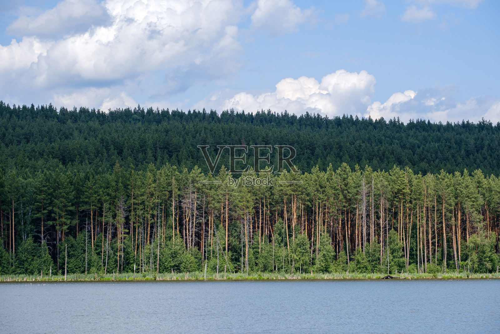 夏日里的河和对岸的松林照片摄影图片