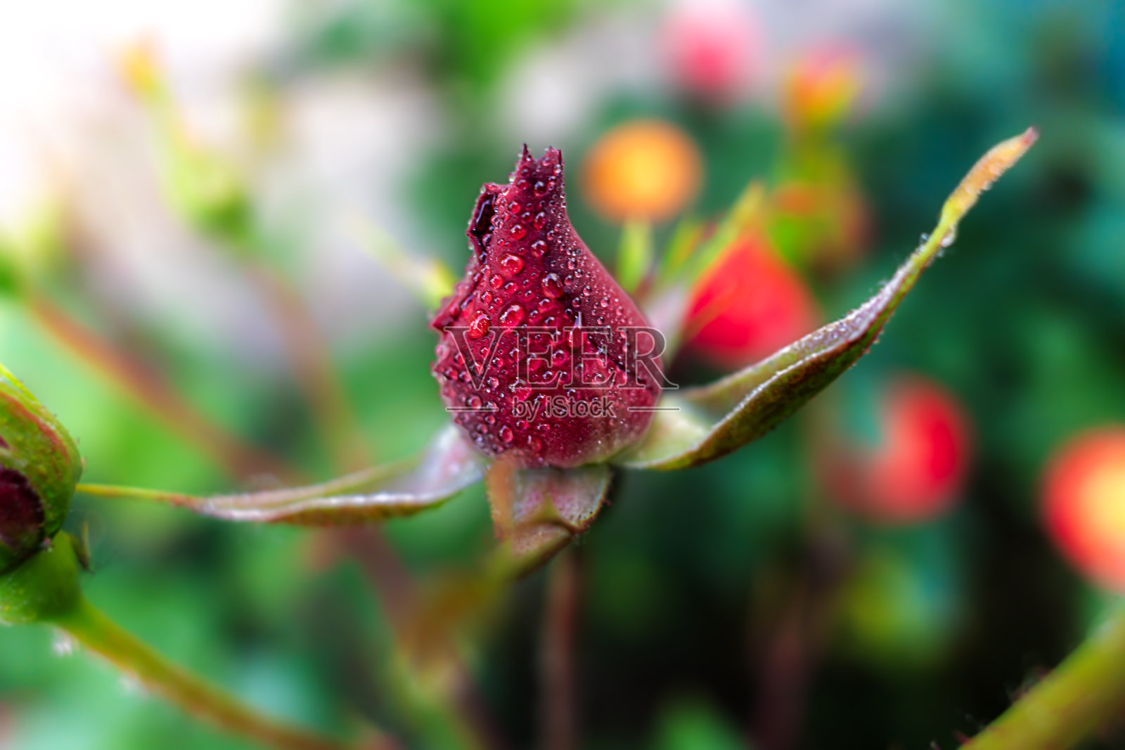 一朵被水滴覆盖的玫瑰花蕾照片摄影图片