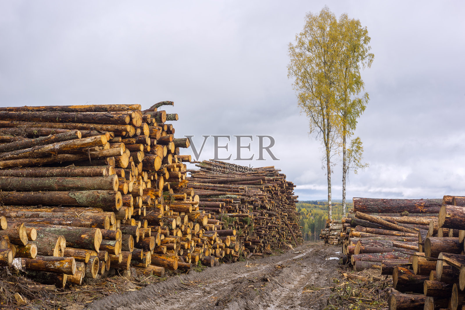 森林里有一堆桦木。照片摄影图片