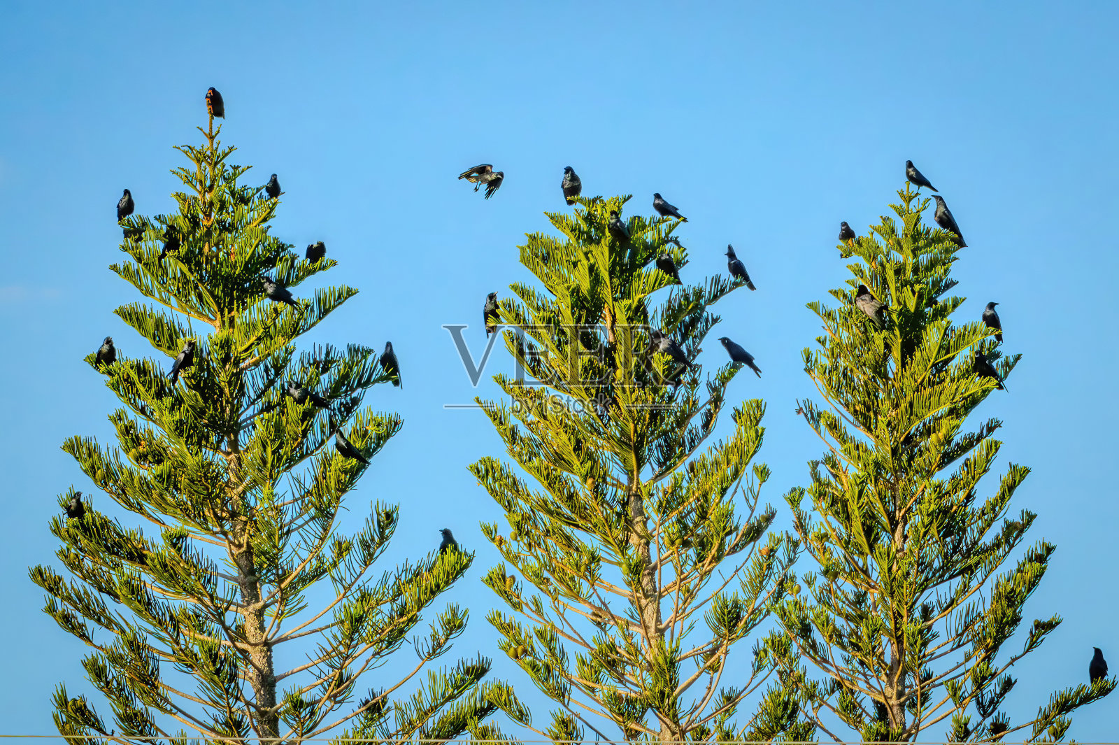 佛罗里达观鸟和远足照片摄影图片