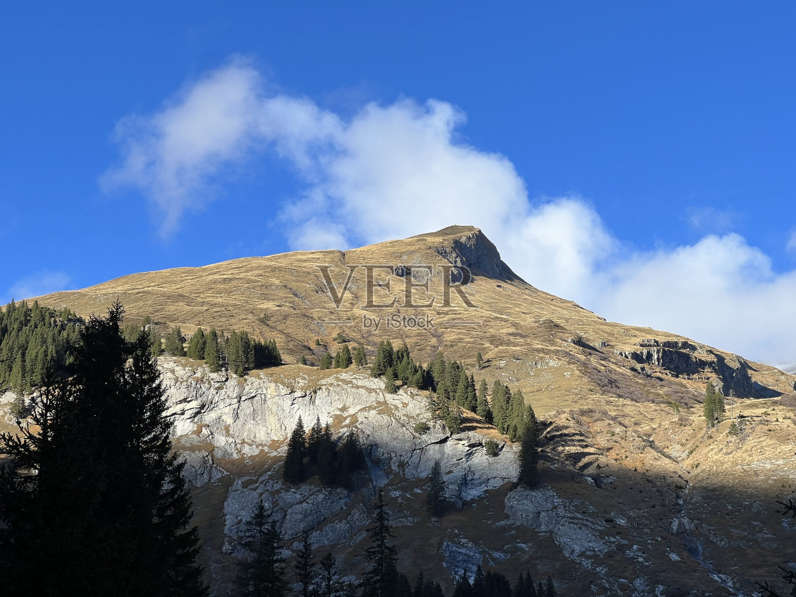 在Calfeisental山谷(联合国教科文组织世界遗产构造竞技场萨尔多纳)的山顶上,高高的针叶林和秋季高山牧场,Vättis -瑞士(瑞士)照片摄影图片