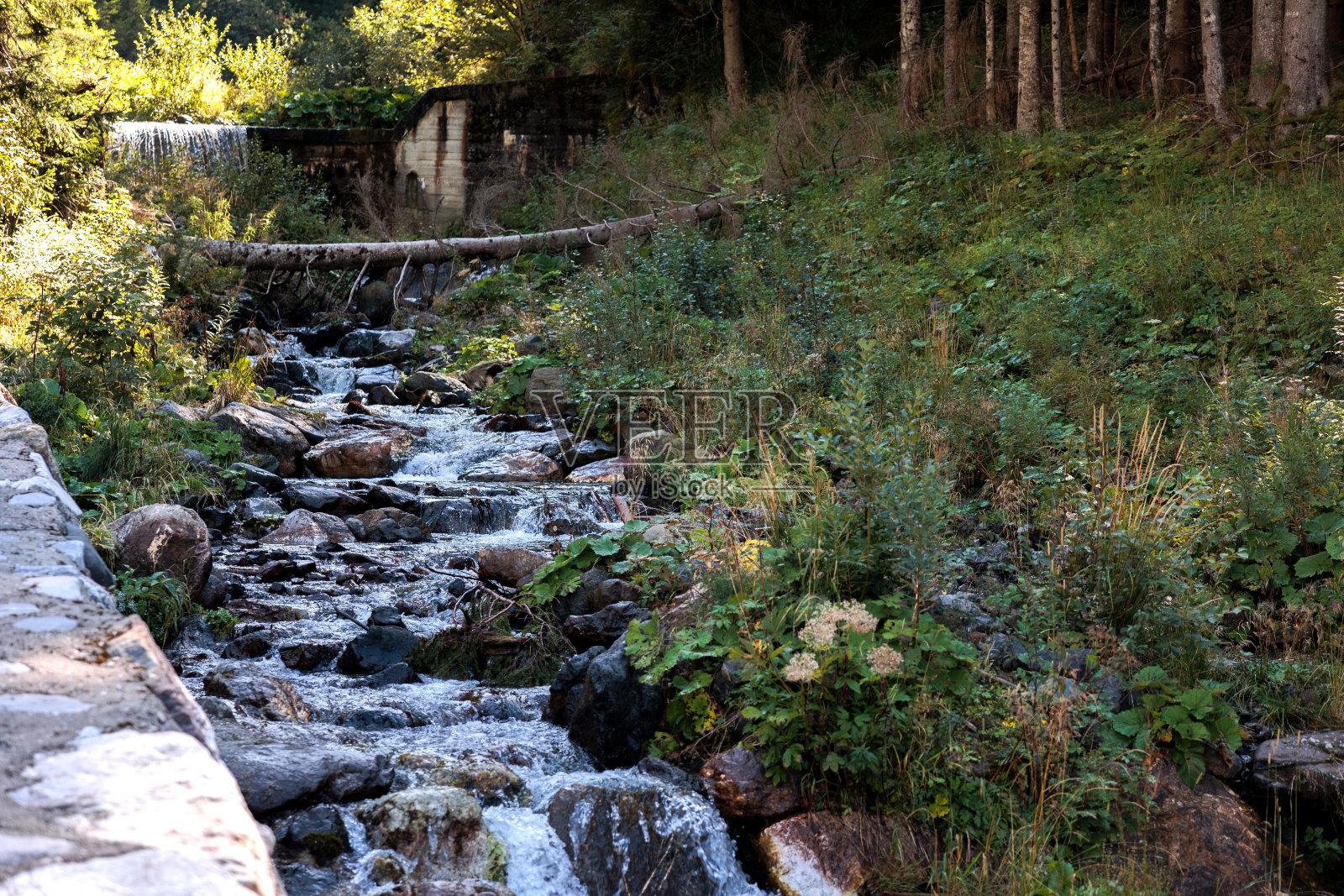 山间小溪的近景,在草坡的底部,靠近森林,在自然的山地环境中,部分在早晨的阳光下,夏末照片摄影图片