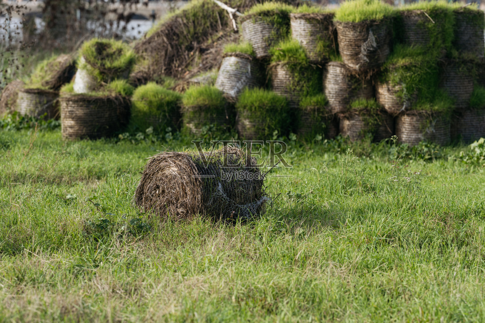 一堆干草或稻草捆。照片摄影图片