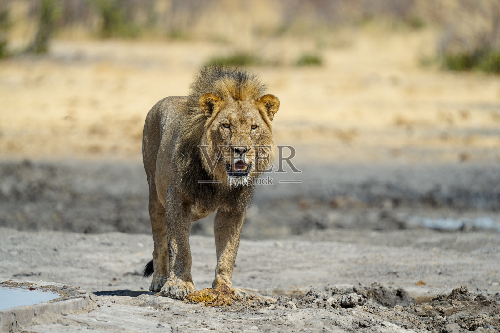 非洲纳米比亚的狮子照片摄影图片
