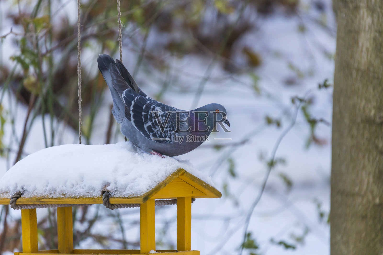 用向日葵喂鸟——山雀。到处都是雪。照片摄影图片