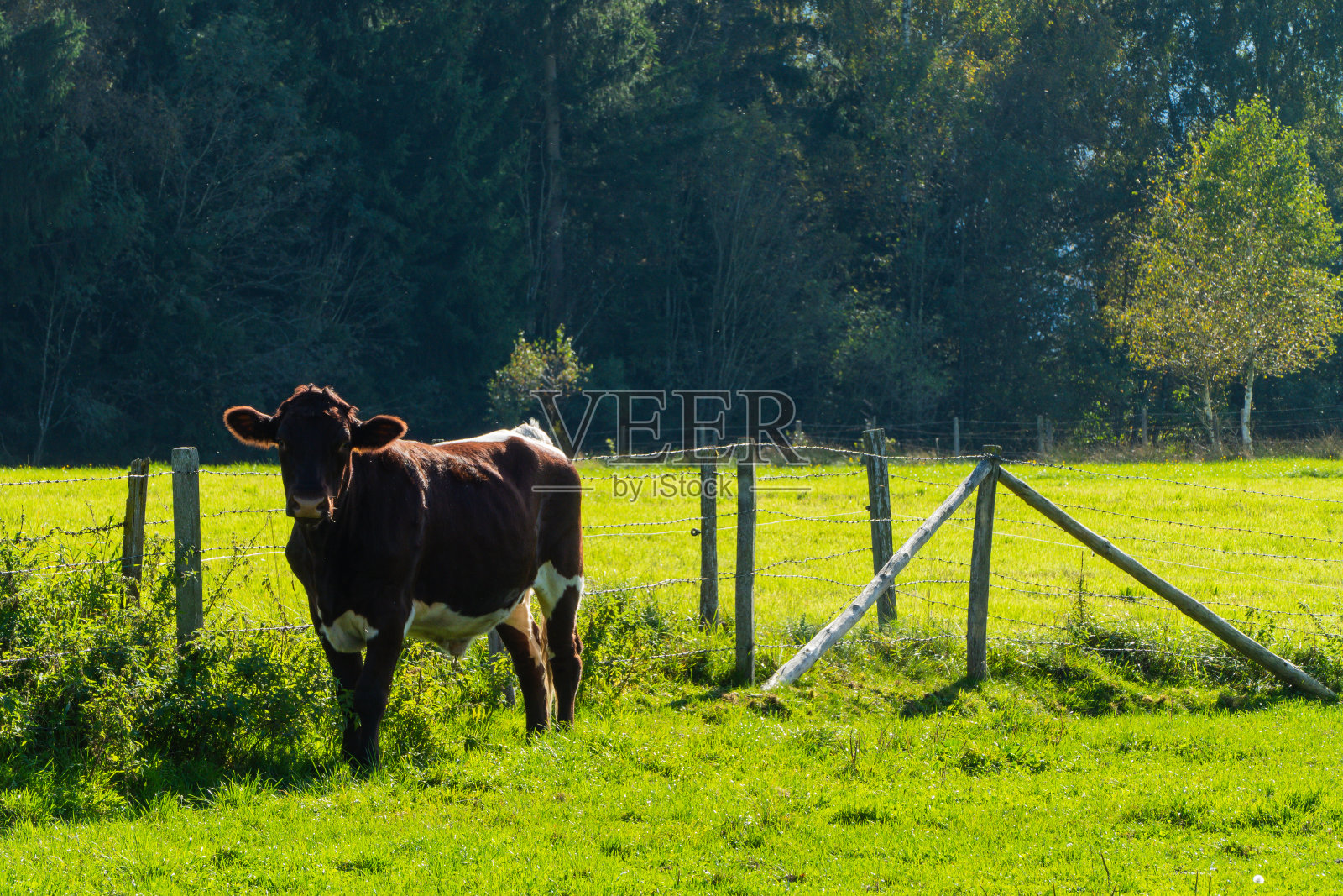 牧场上的单头自由放养牛照片摄影图片