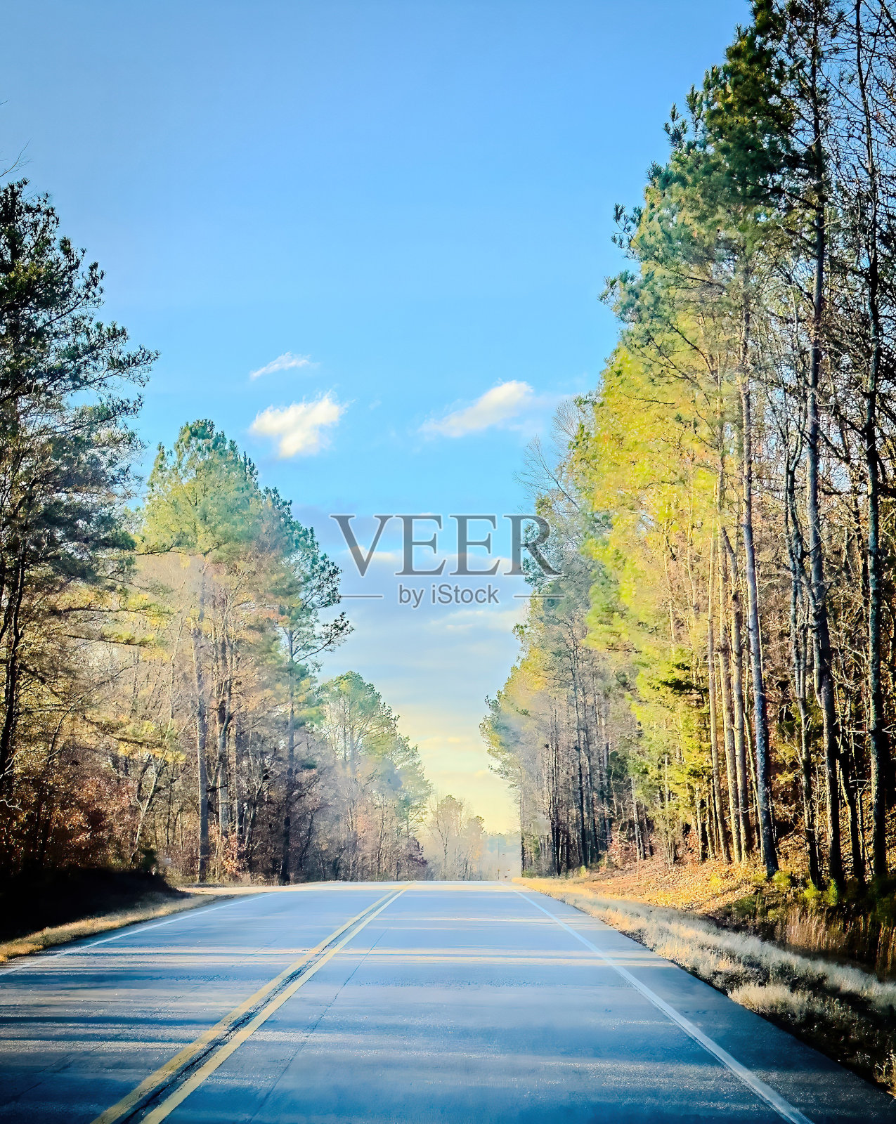 佛罗里达观鸟和远足照片摄影图片