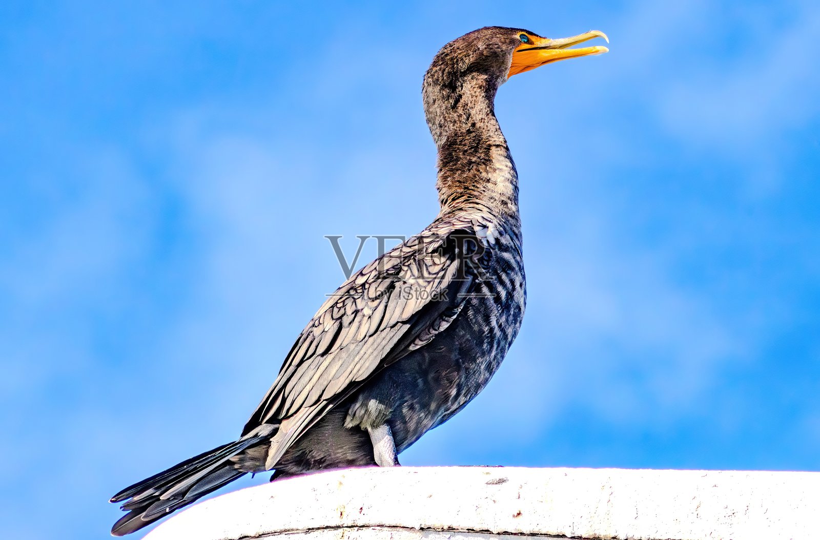 佛罗里达观鸟和远足照片摄影图片