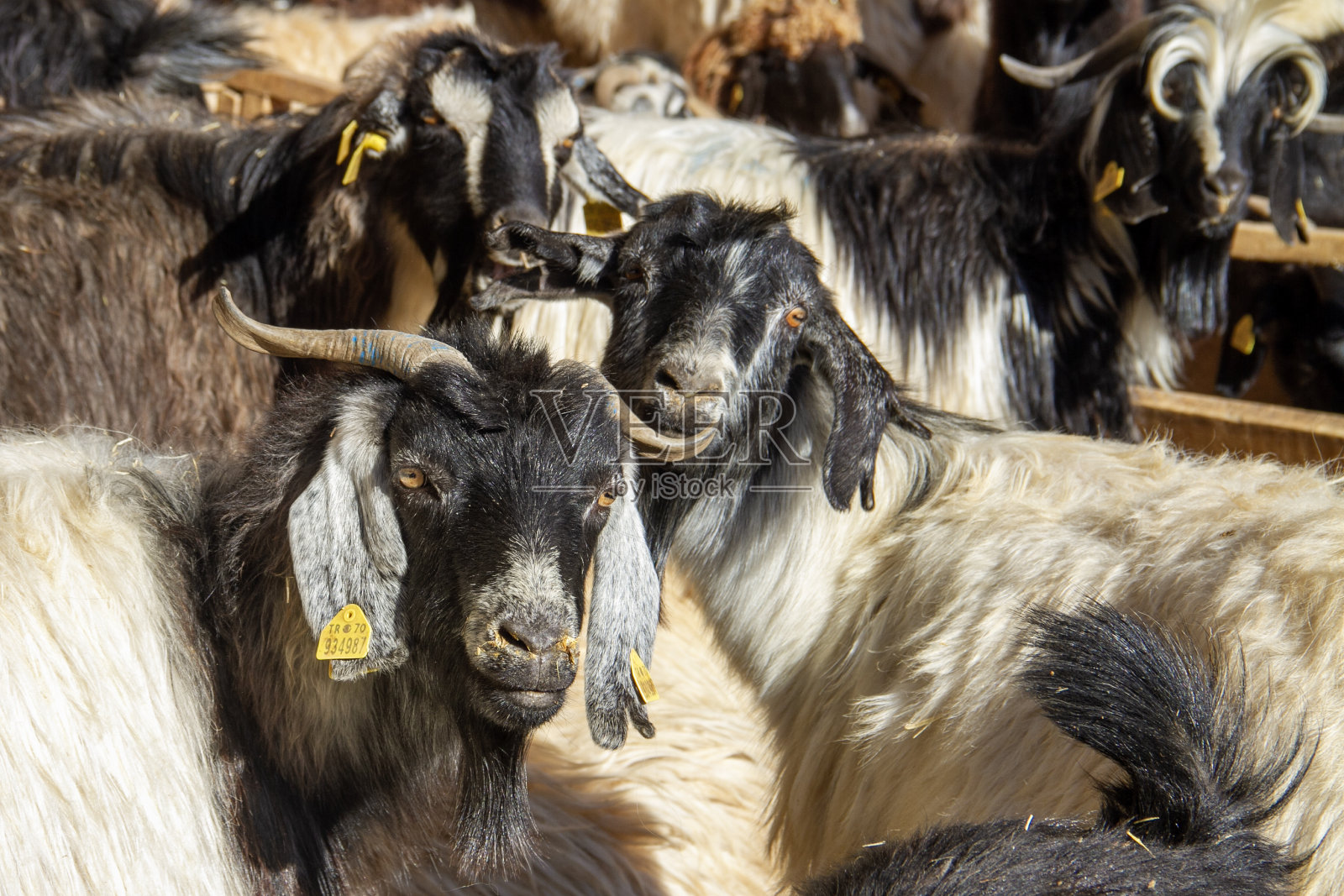 山羊照片摄影图片