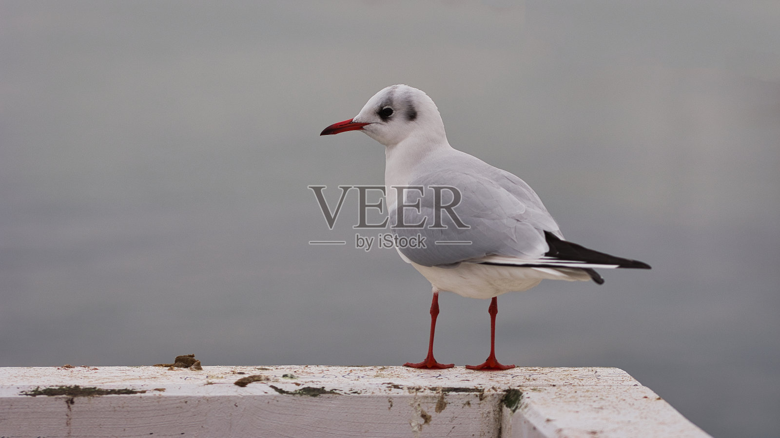 海鸥照片摄影图片