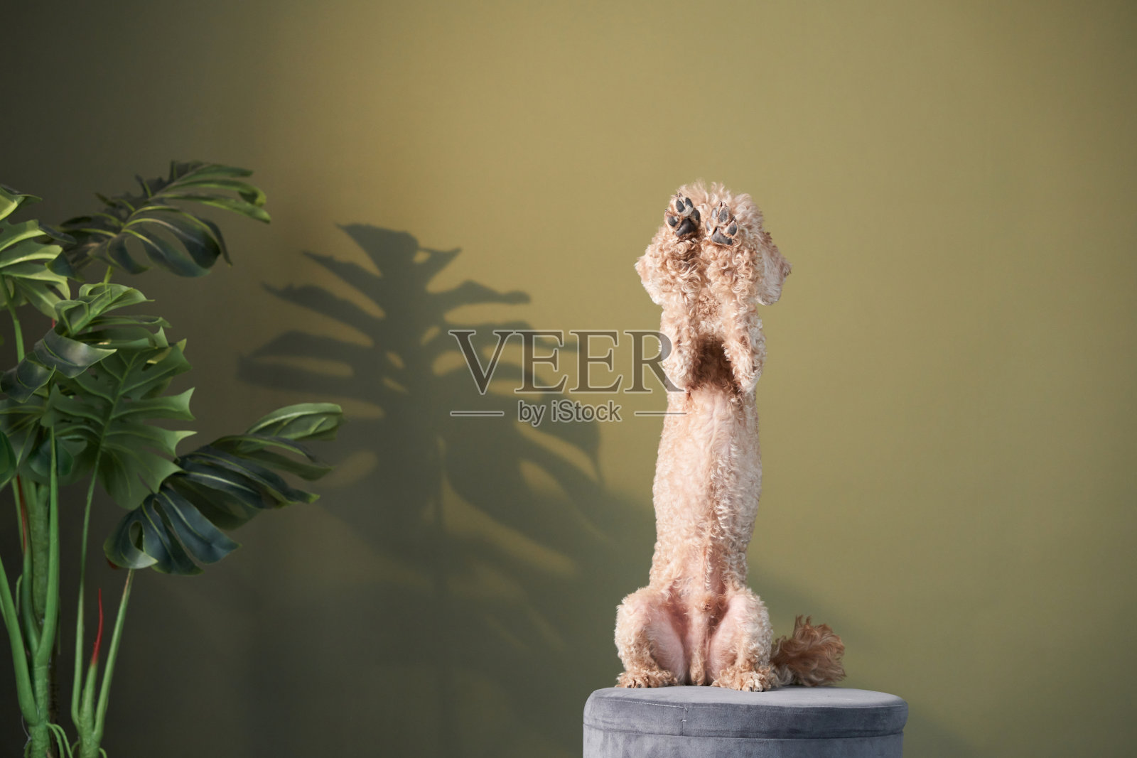 那只贵宾犬正在挥动它的爪子。狗在室内。快乐的宠物照片摄影图片