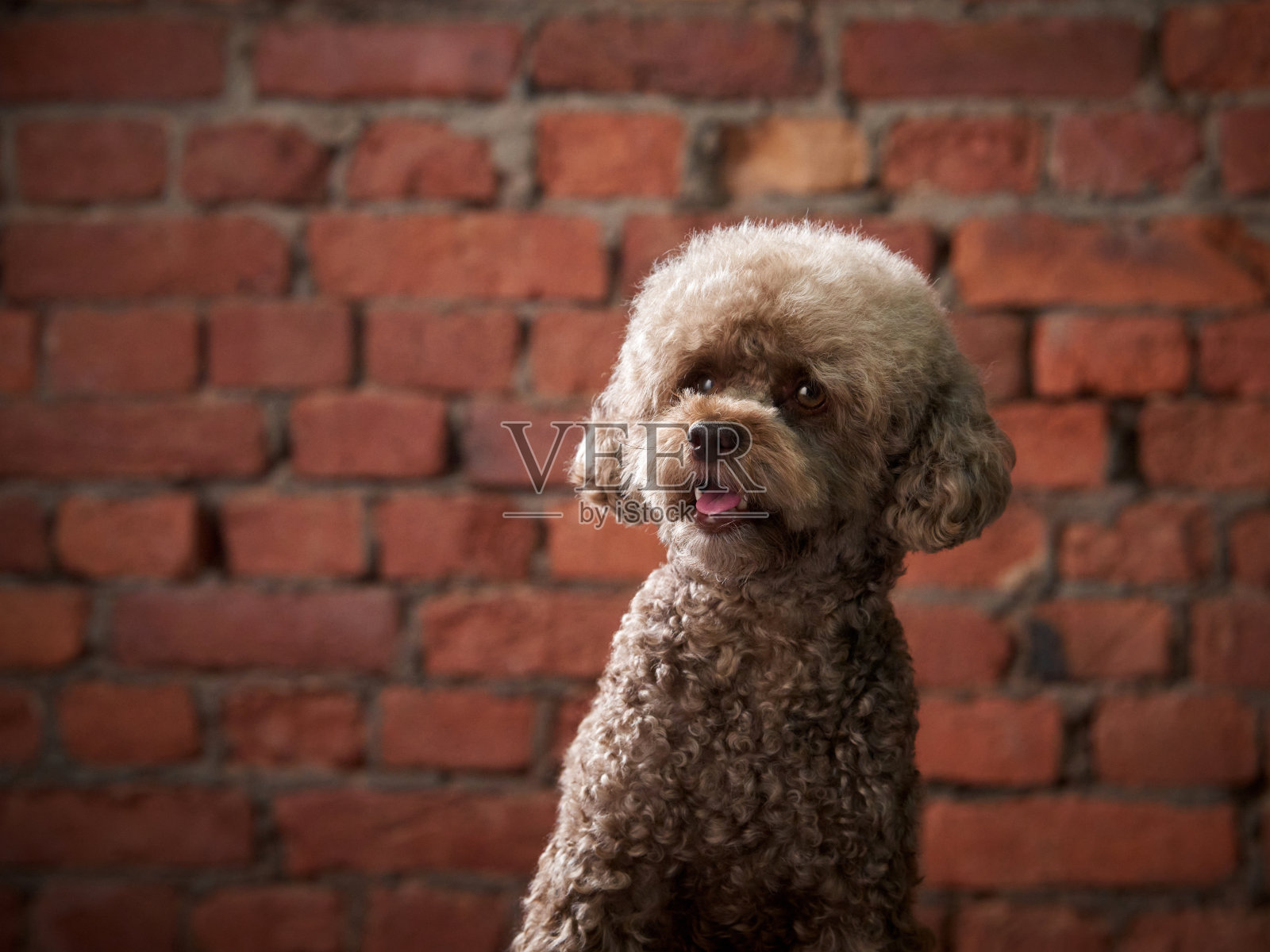 扶手椅上的巧克力色贵宾犬,砖墙背景。狗在现代阁楼内部。照片摄影图片