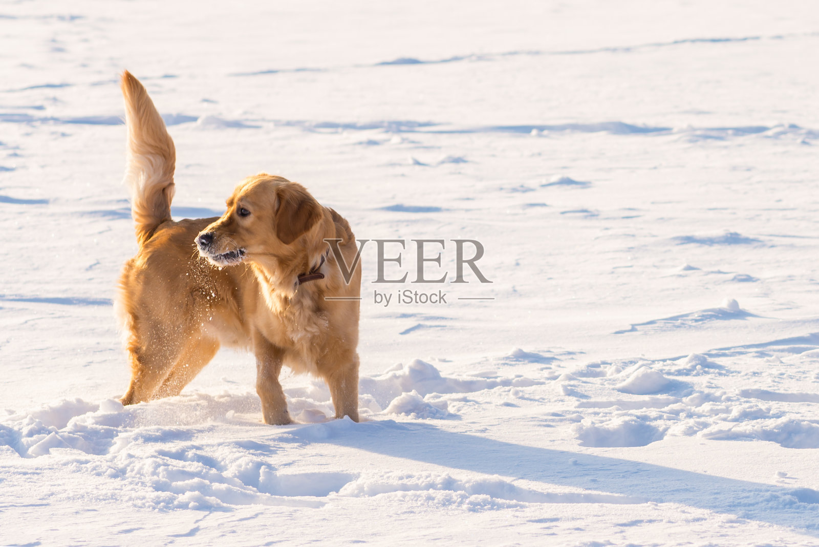 可爱的金毛寻回犬晚上在公园的雪地里嬉戏。照片摄影图片