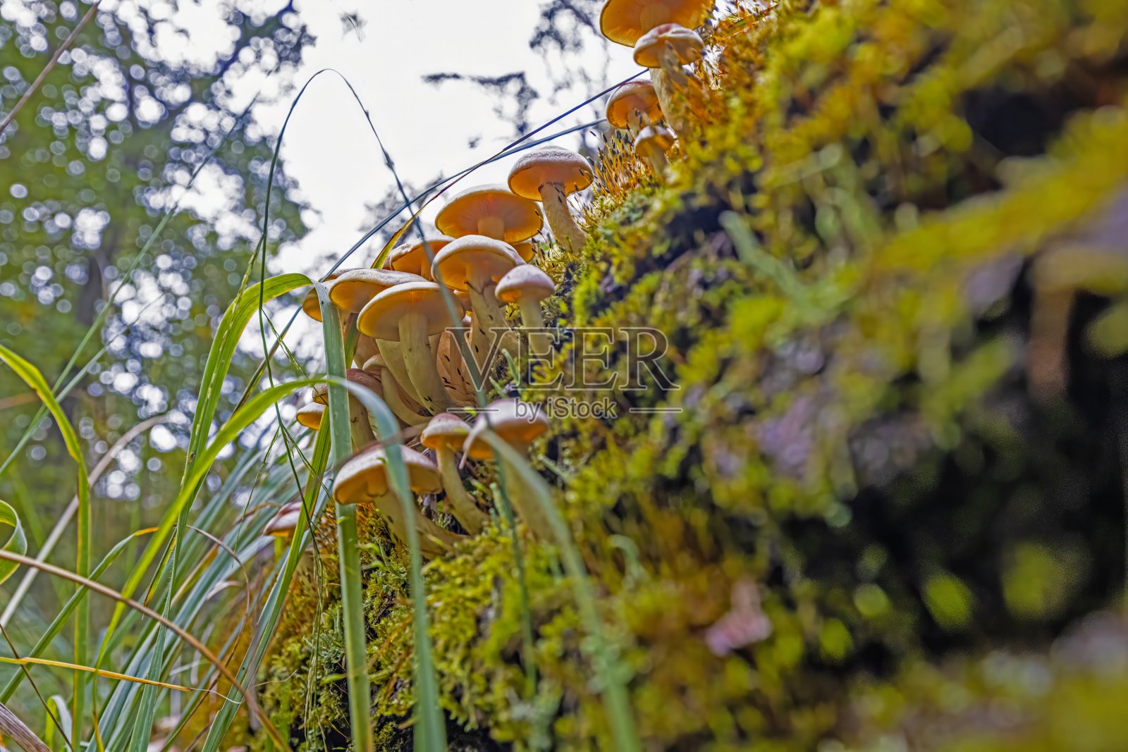 秋天树干上的一群蘑菇照片摄影图片