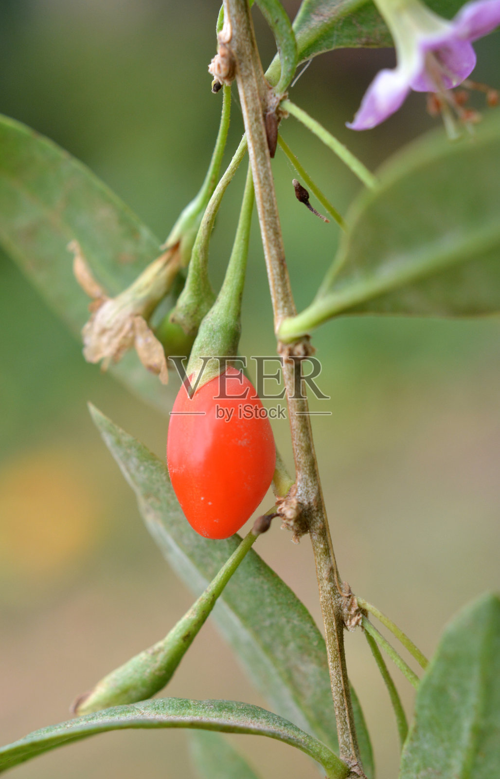 枸杞树枝上的浆果成熟了照片摄影图片