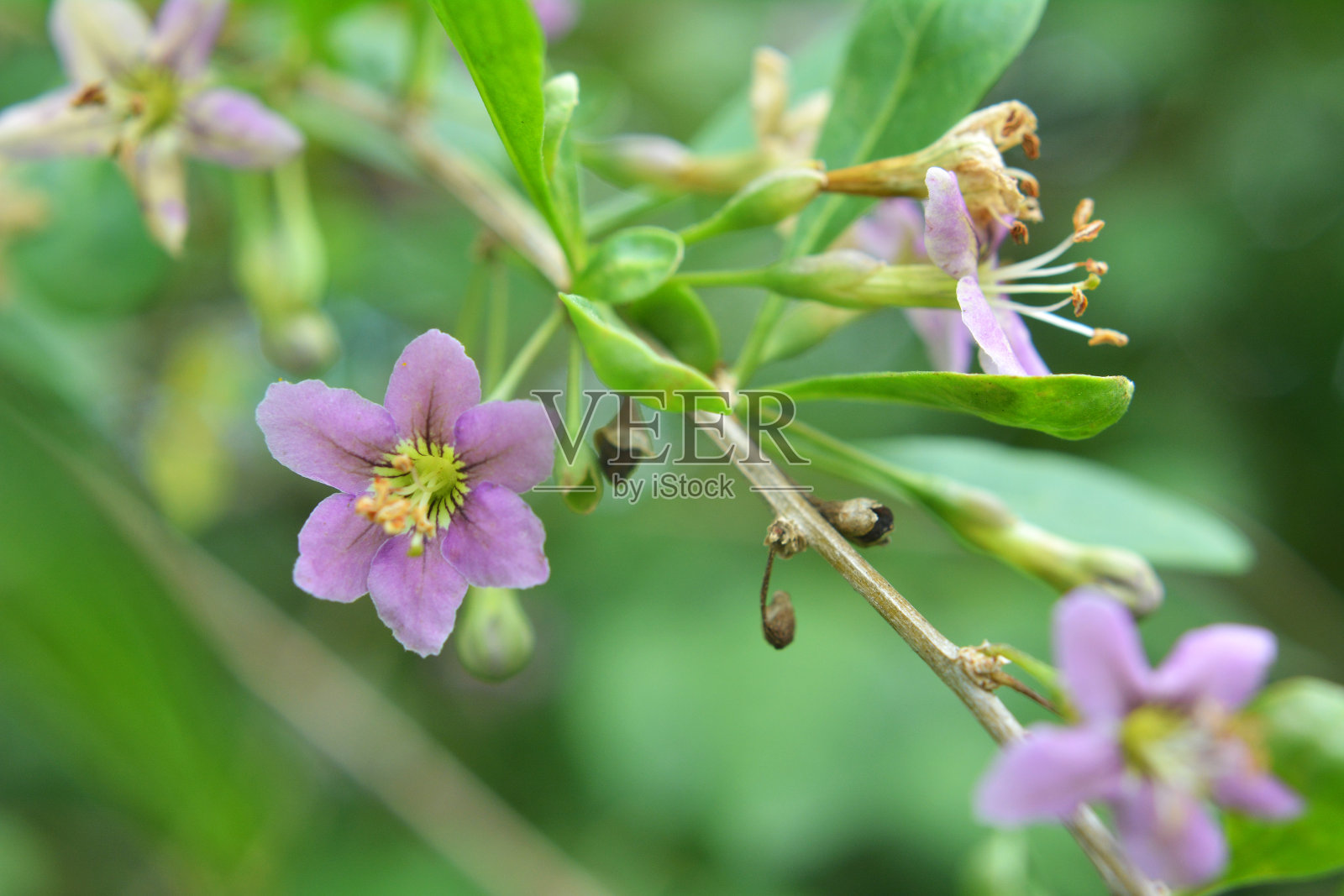 开花的枸杞照片摄影图片