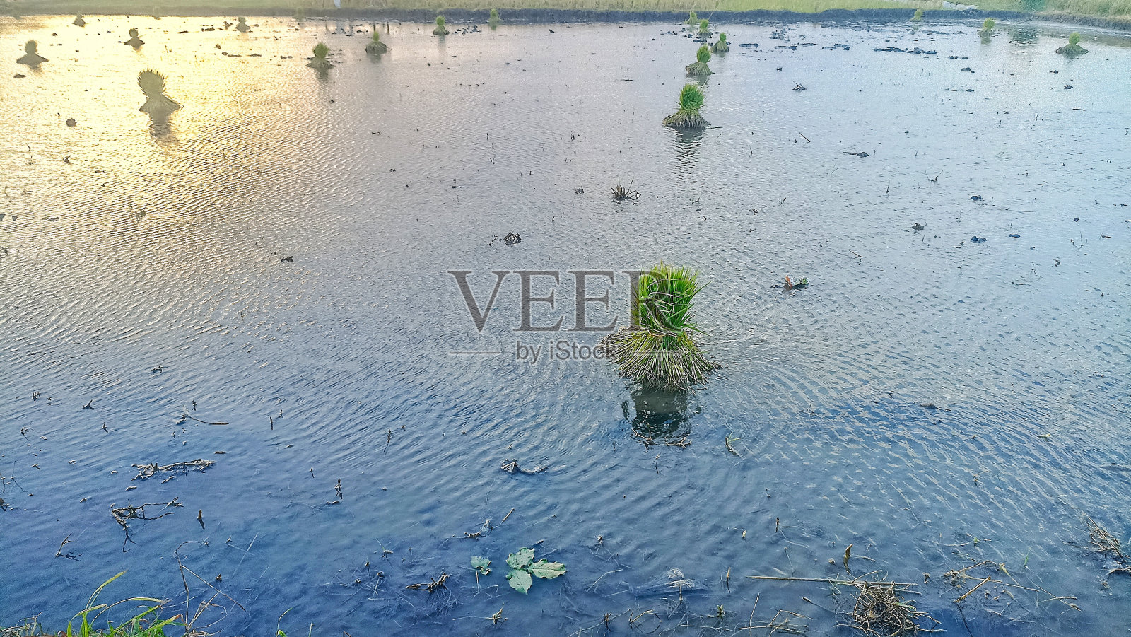 稻田里有一束稻谷等着播种照片摄影图片