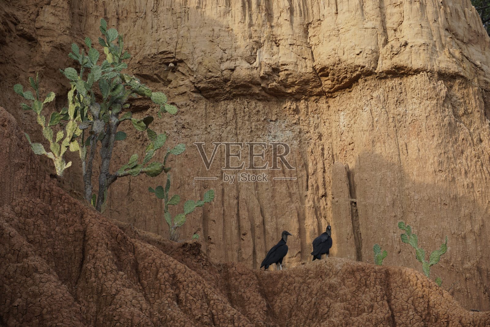 在哥伦比亚的塔塔科阿沙漠,两只黑色的秃鹫坐在一棵仙人掌旁边,这是一块典型的红色岩石照片摄影图片