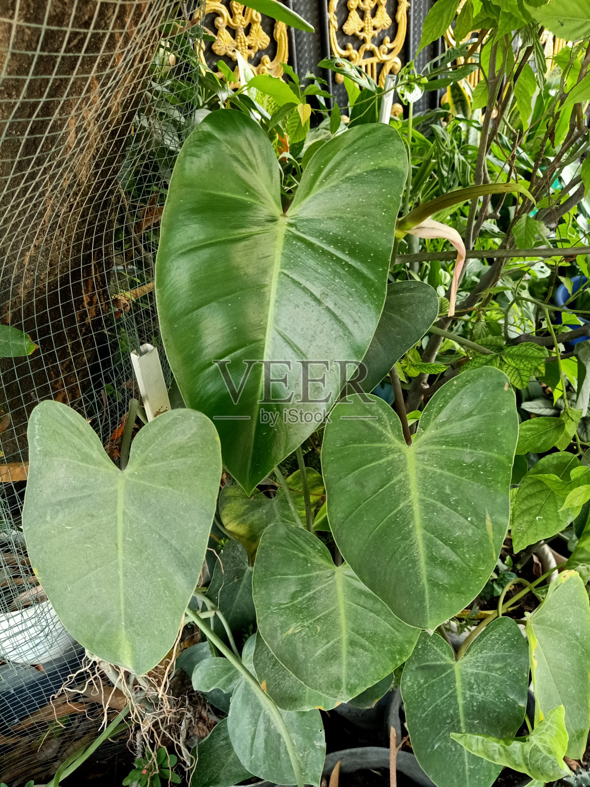 红莲植物特写照片摄影图片