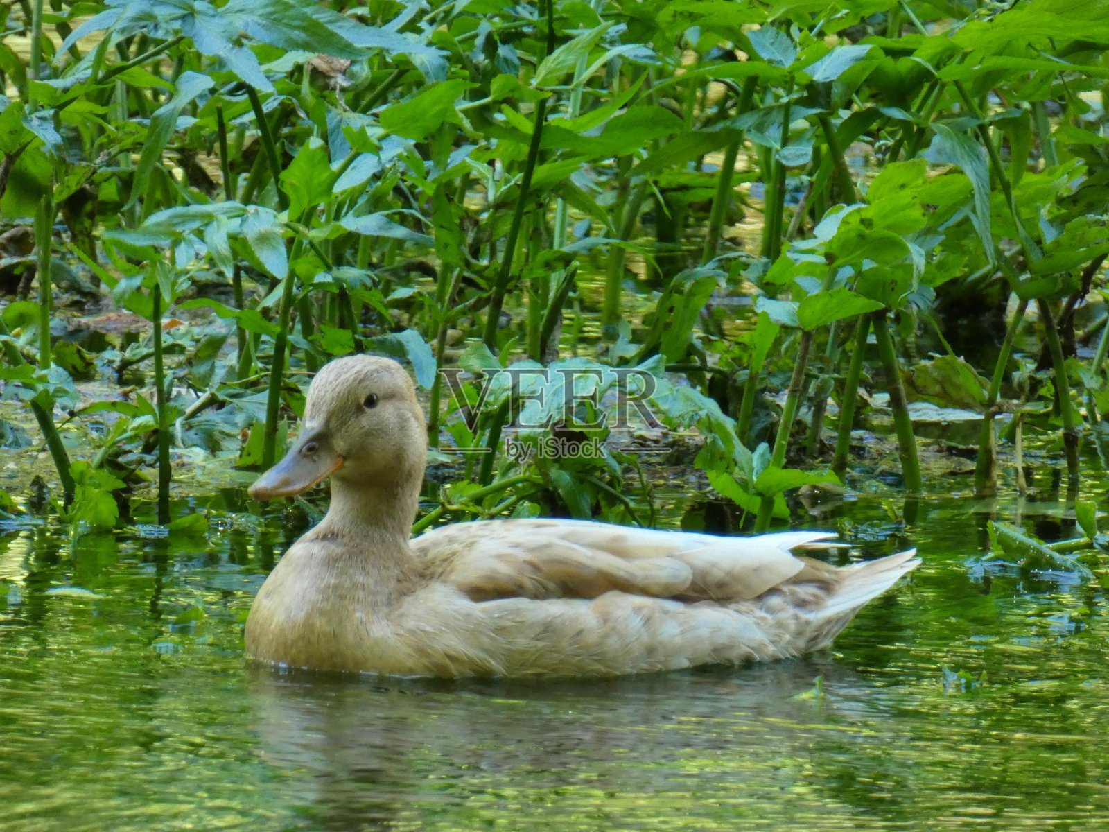 普罗旺斯Fontaine de Vaucluse的Sorgue河上的自然环境中的鸭子照片摄影图片