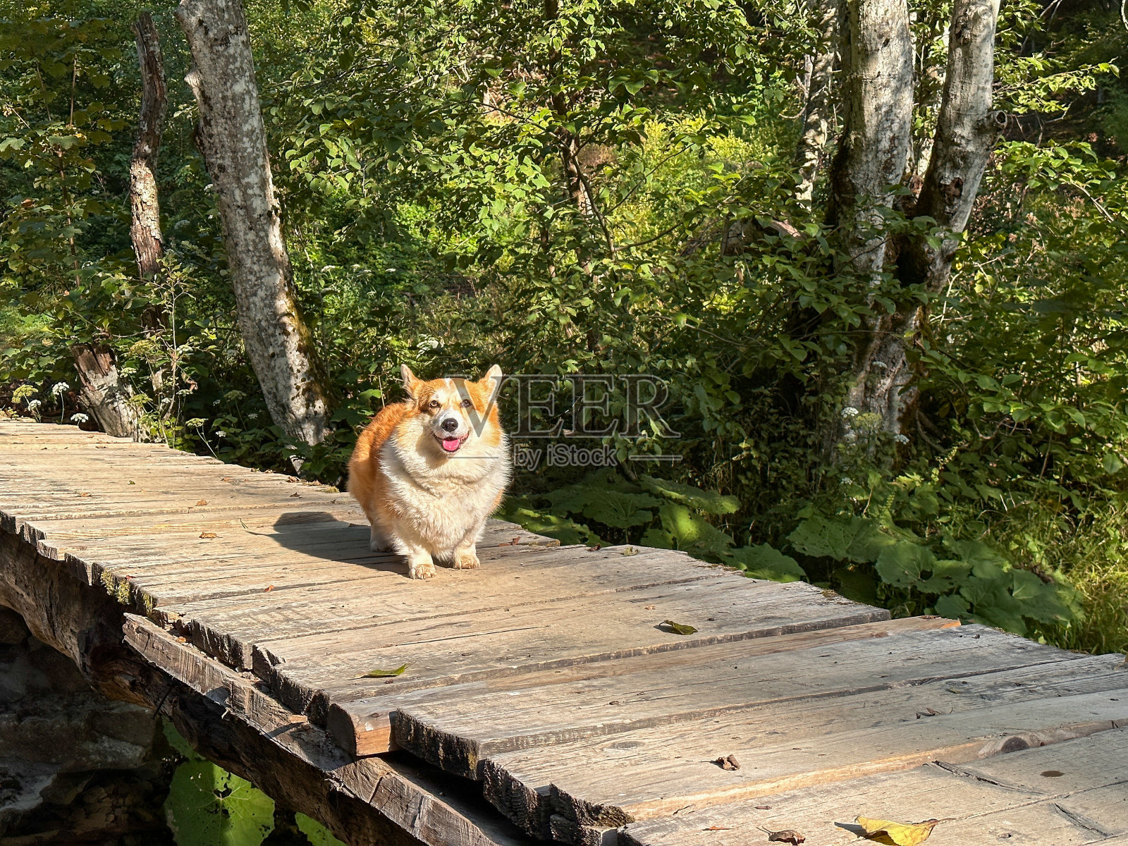 非常毛茸茸的柯基狗站在木桥上微笑照片摄影图片