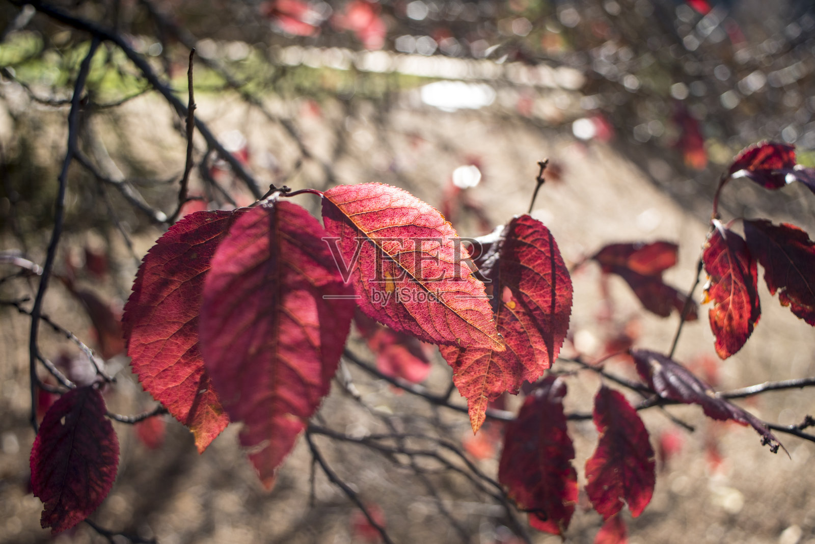 秋天树叶的奇妙颜色照片摄影图片