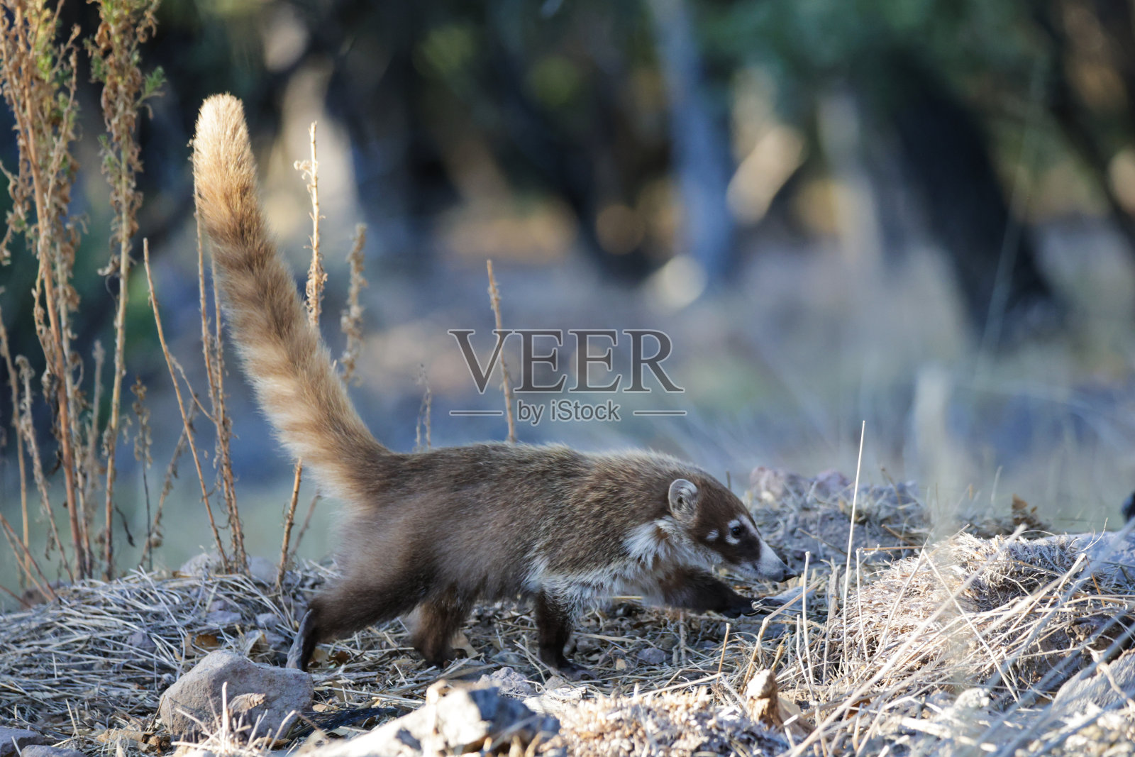 奇里卡瓦白鼻浣熊国家纪念碑照片摄影图片