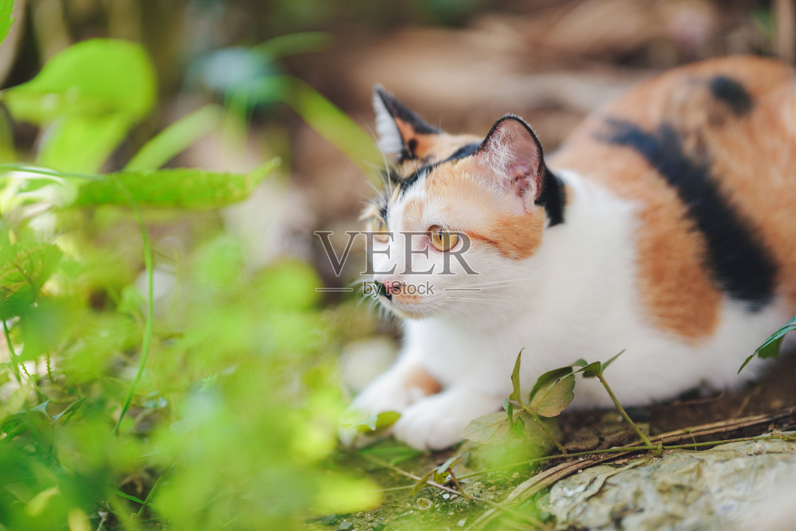 可爱的三色泰国猫在花园里闲逛。照片摄影图片