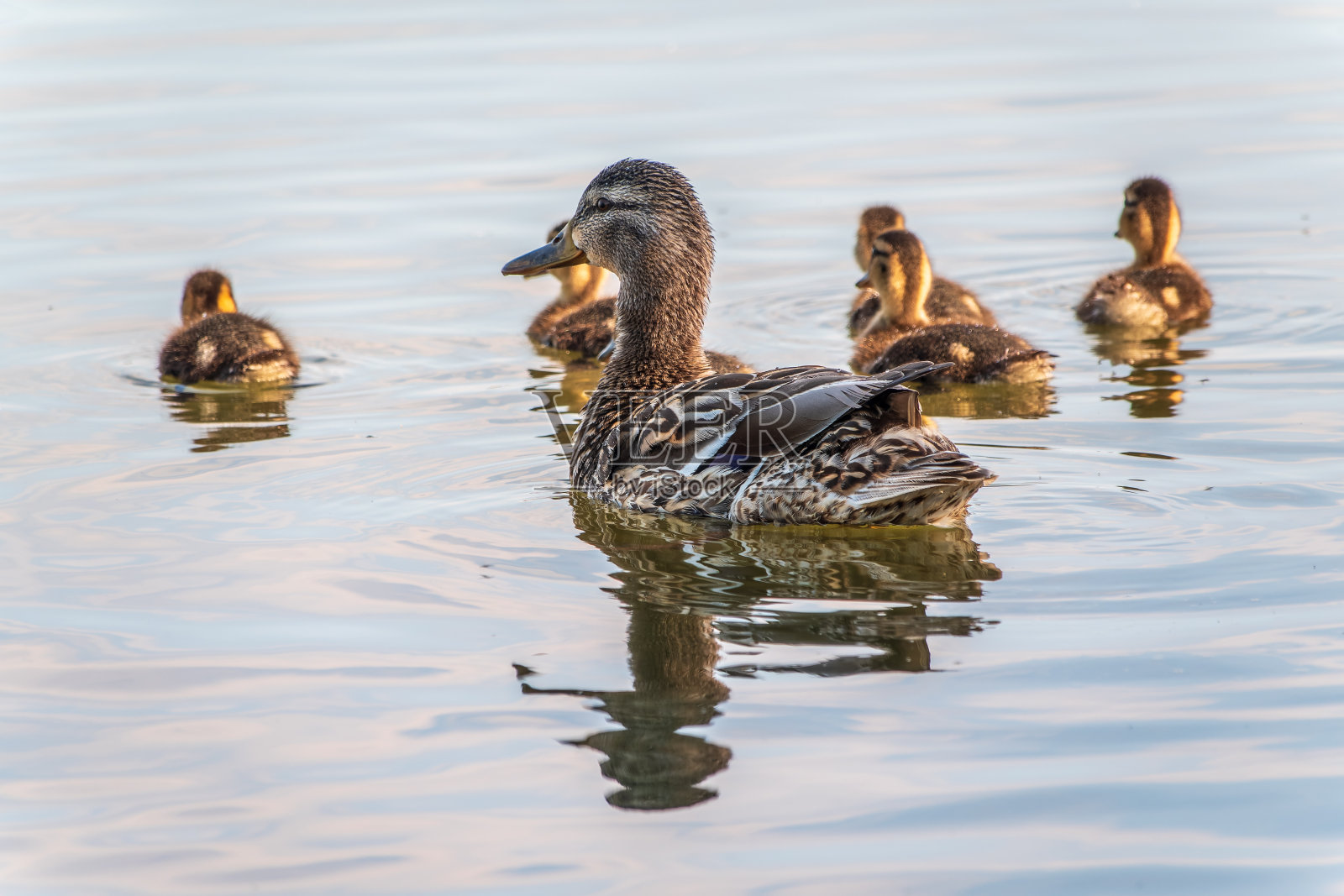 一群鸭子,一只鸭子和它的小鸭们正在水里游泳。这只鸭子照顾它刚出生的小鸭子。野鸭,lat。阿拉斯platyrhynchos照片摄影图片