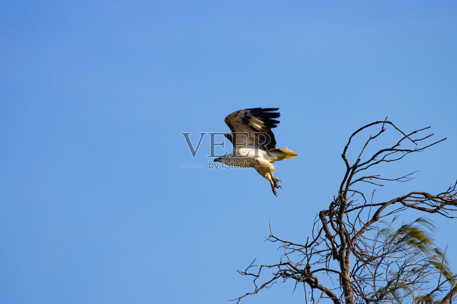 美丽雄伟的白腹海雕(halaeetus leucogaster)坐在树枝上,特写。深水国家公园,艾格尼丝水,昆士兰,澳大利亚照片摄影图片