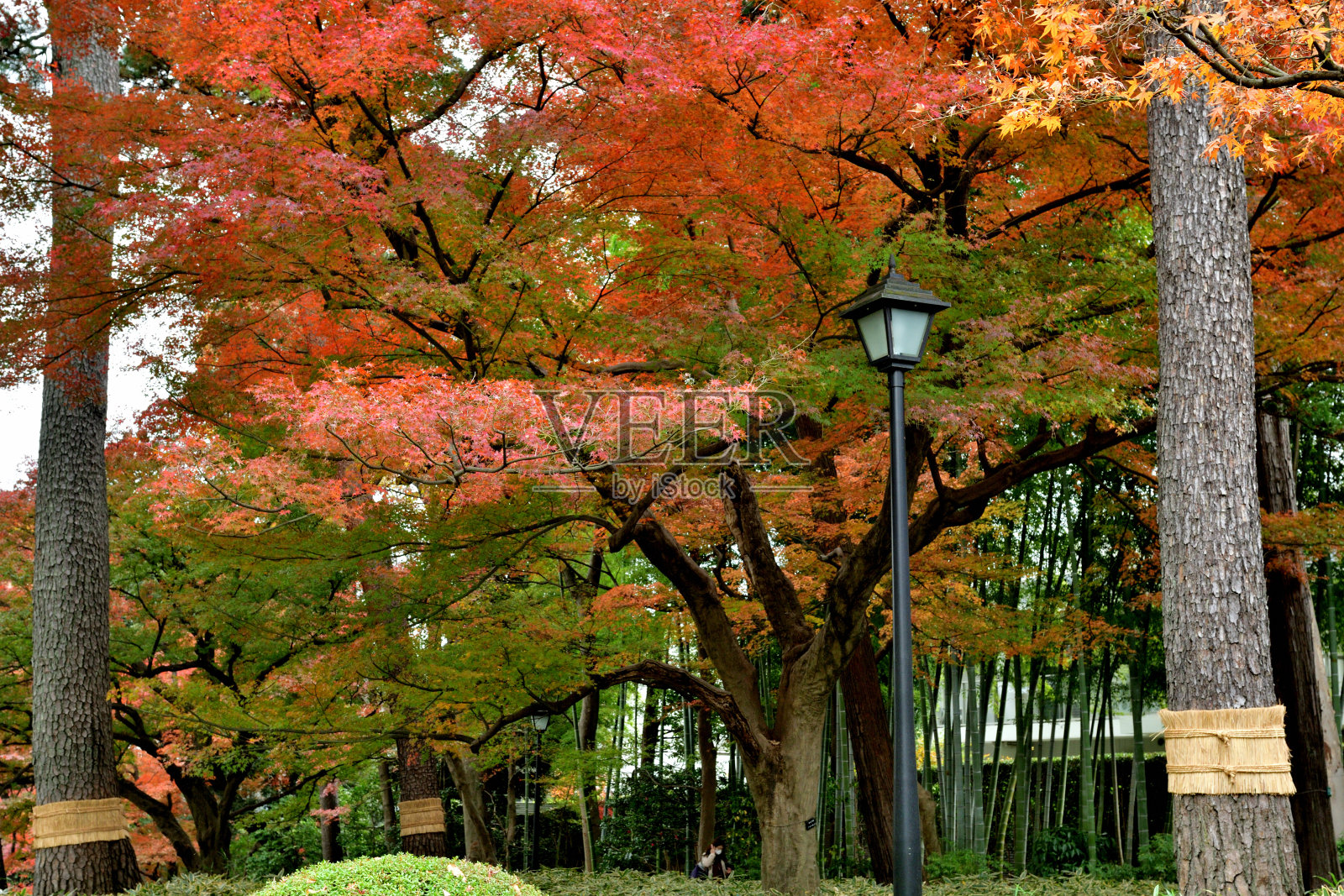 东京大田黑公园的秋叶颜色照片摄影图片