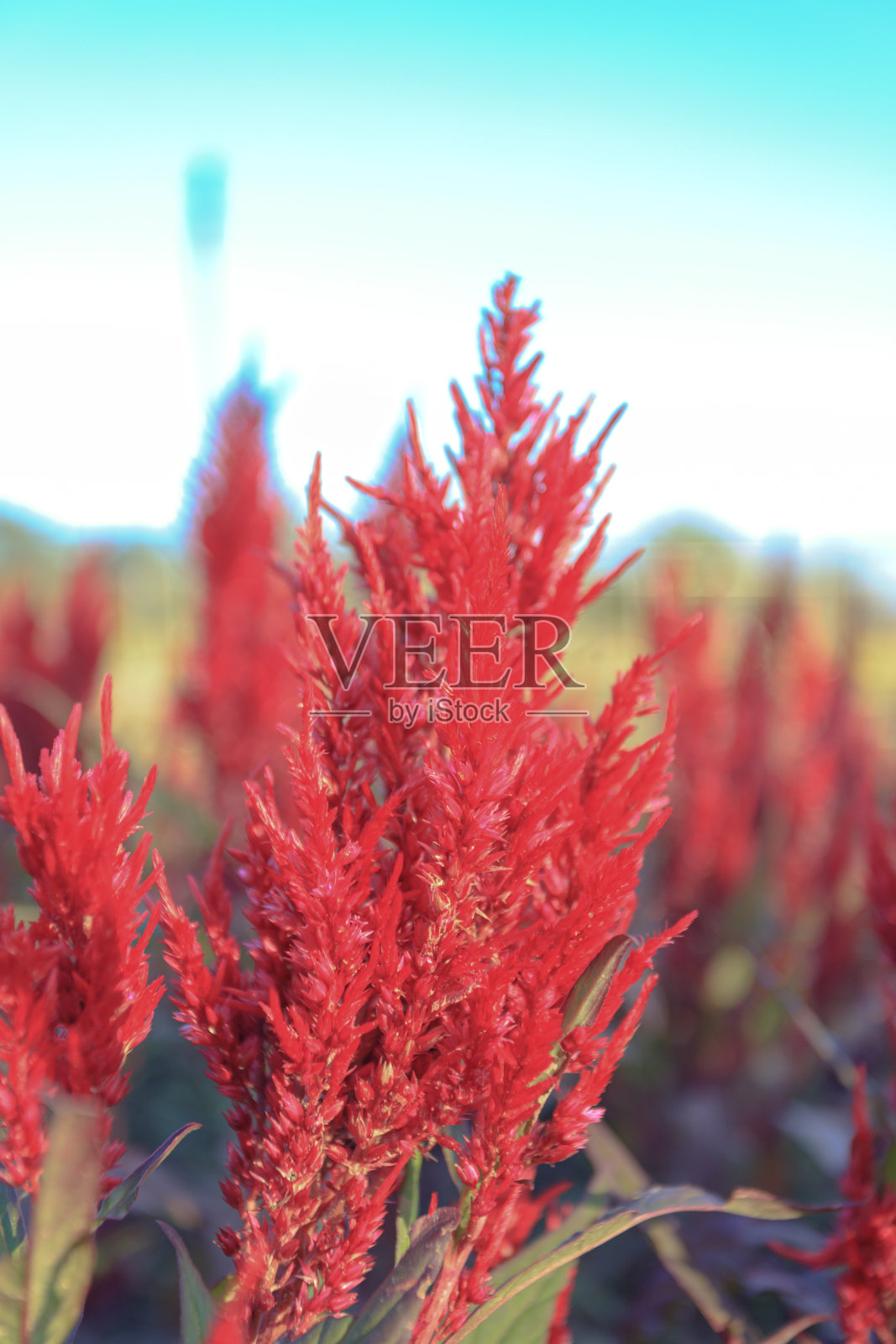 有各种植物的花园。照片摄影图片