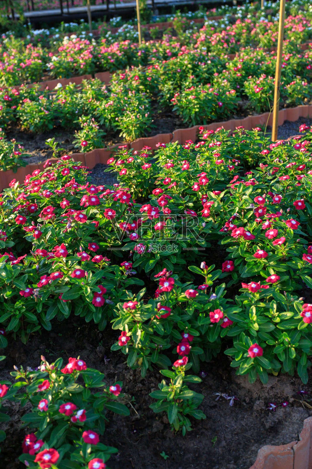 有各种植物的花园。照片摄影图片