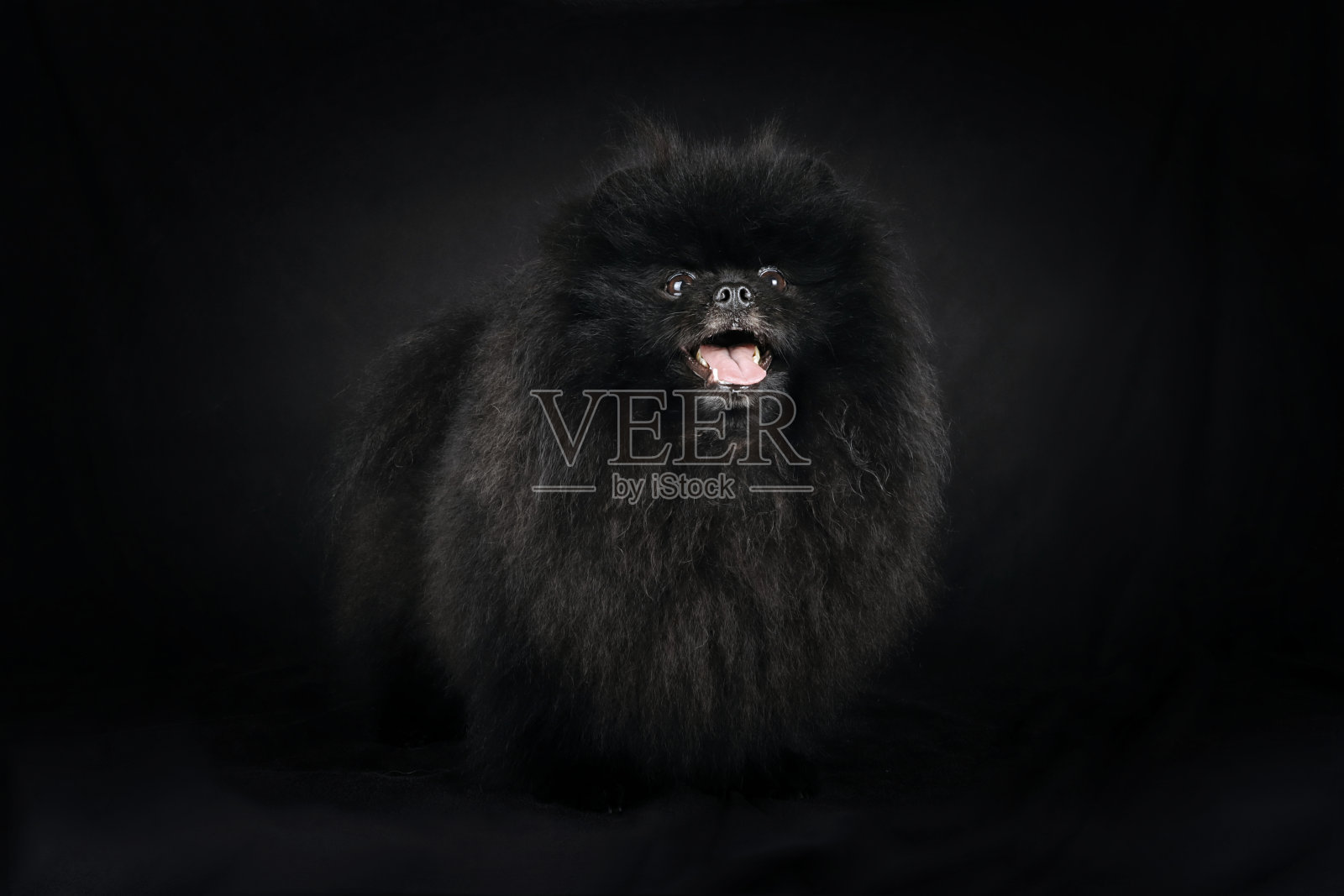 猎犬的狗照片摄影图片