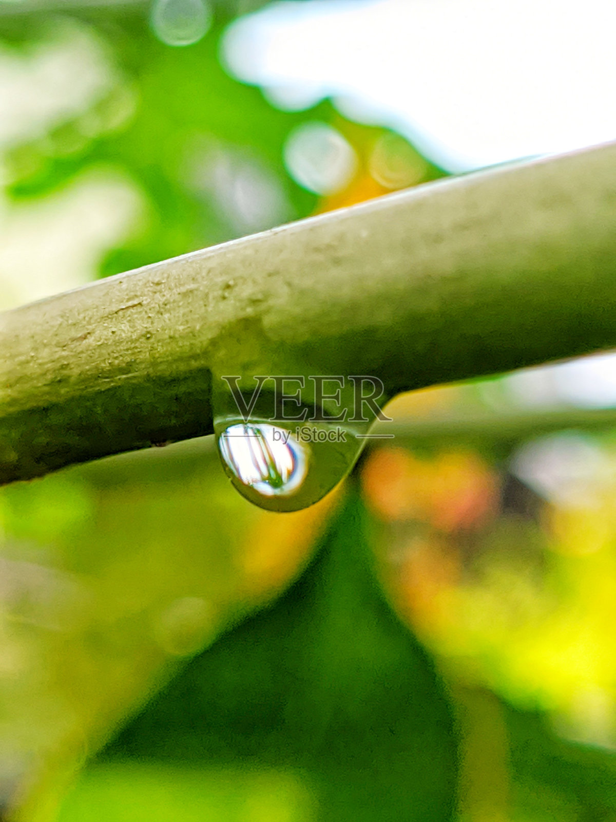 公园的树枝上挂着水浆照片摄影图片