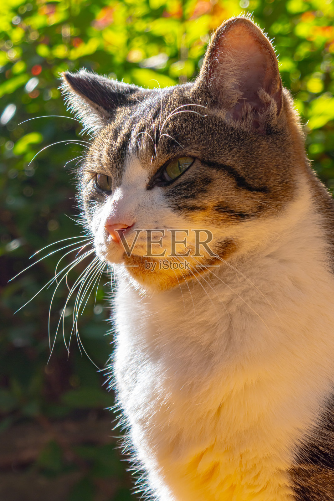 桌子上的猫照片摄影图片