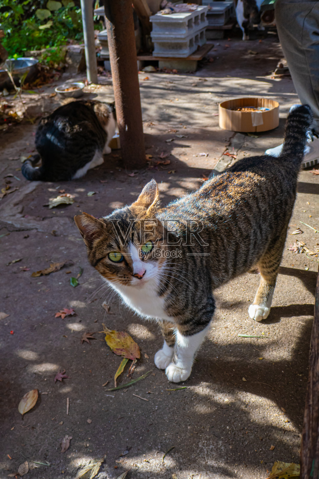 猫照片摄影图片